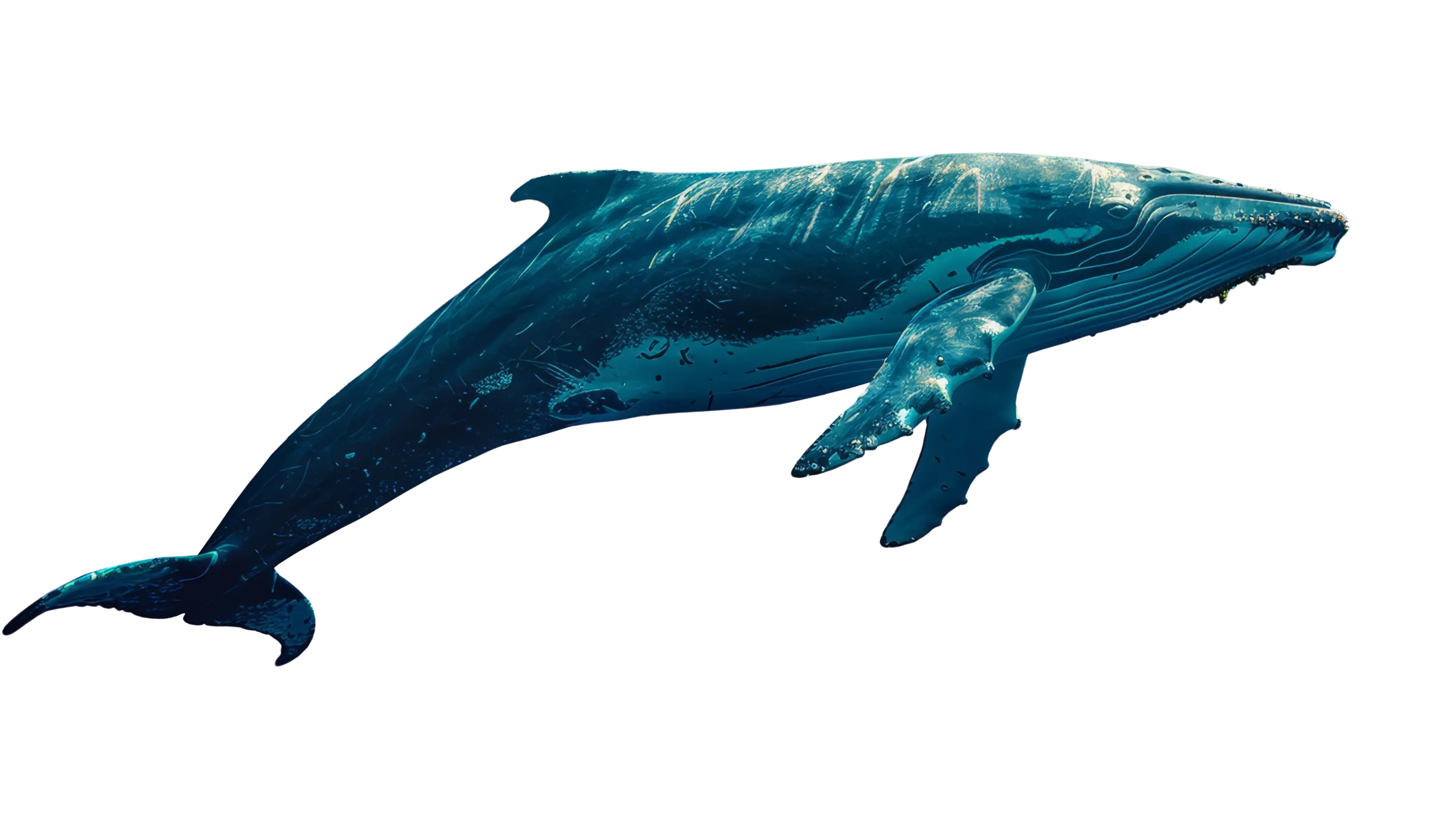 whale